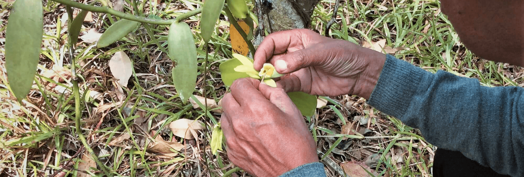 takasago-vanilla-flower-pollination